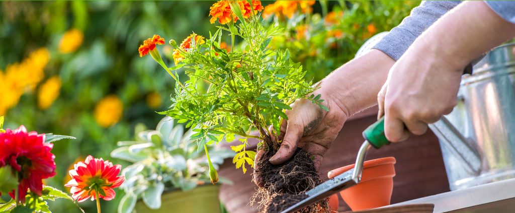 Dậy sớm để có thêm thời gian chăm sóc vườn cây