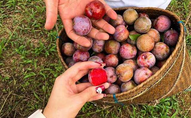 Tranh thủ đang vào mùa, rủ nhau lên cao nguyên Mộc Châu hái mận chín đỏ au - Ảnh 17.