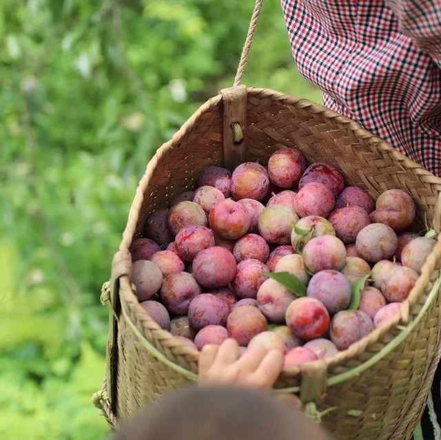 Tranh thủ đang vào mùa, rủ nhau lên cao nguyên Mộc Châu hái mận chín đỏ au - Ảnh 16.